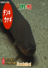 Matsumotoke - Shocked By Eel